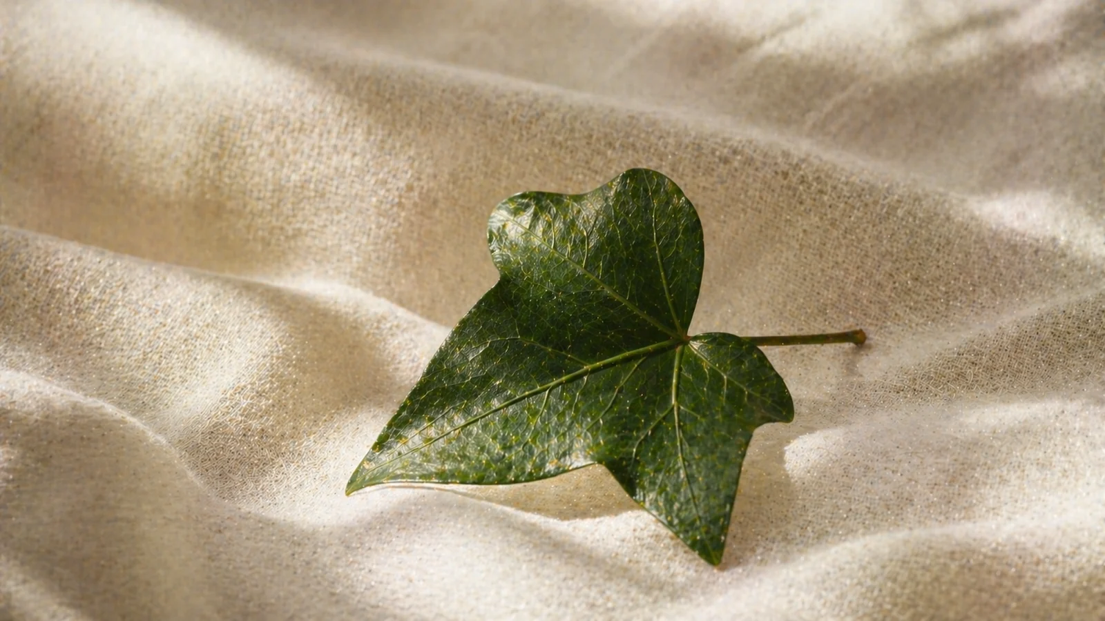 Lierre & Élégance : la plante sacrée qui purifie votre linge